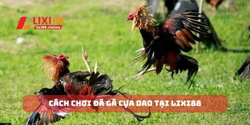 Cách chơi đá gà cựa dao tại Lixi88