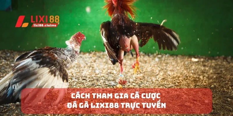 Cách tham gia cá cược đá gà Lixi88 trực tuyến