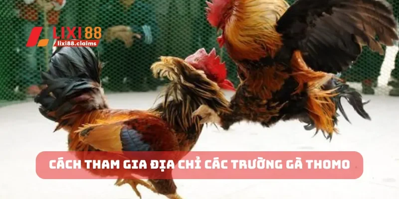 Cách tham gia địa chỉ các trường gà thomo