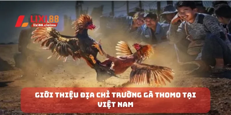 Giới thiệu địa chỉ trường gà thomo tại Việt Nam