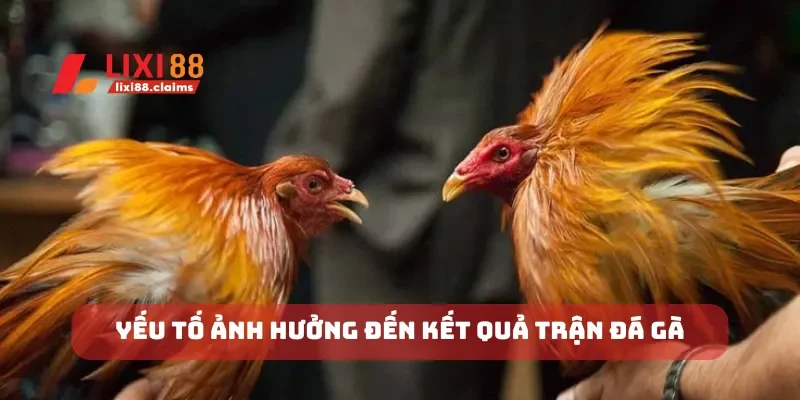 Yếu tố ảnh hưởng đến kết quả trận đá gà